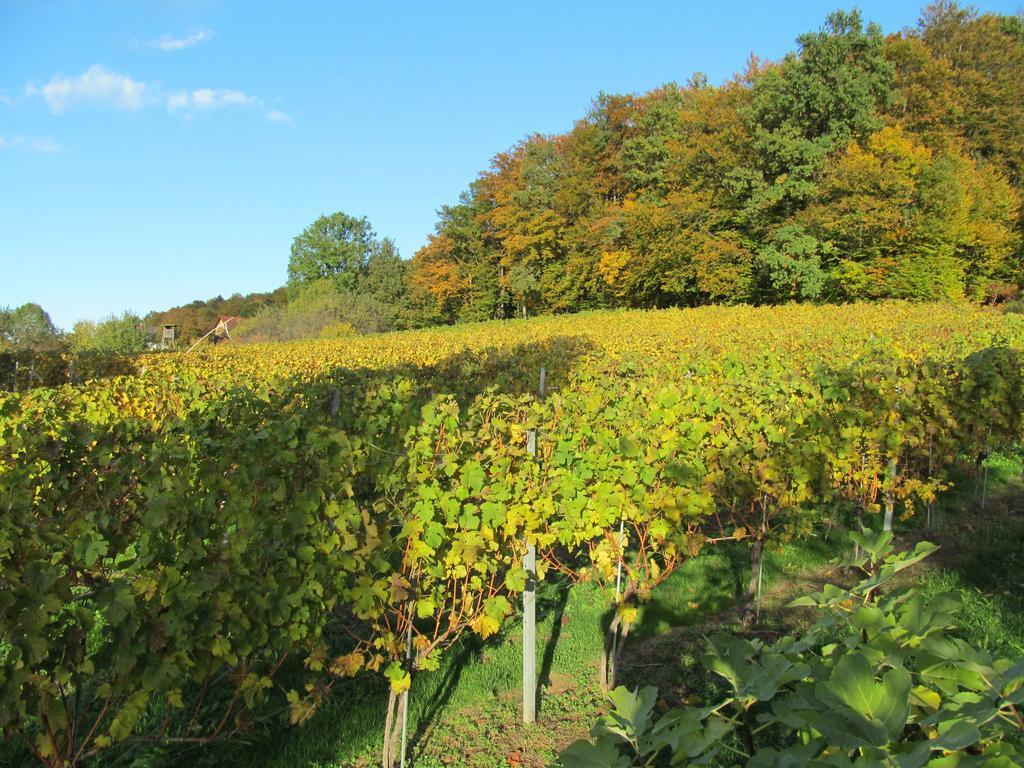 Appartement Weingut Schoberhof Bad Gleichenberg Bilik gambar